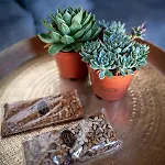 Danae - * لينثوس